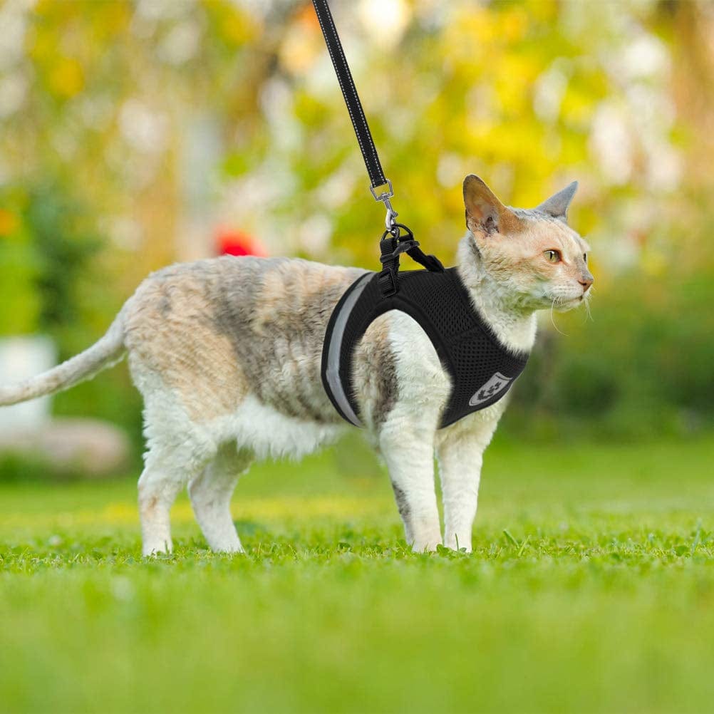 Stylish Cat Harness and Leash